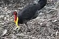 Male Australian brushturkey at Mount Coot-tha, Queensland