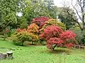 Maple in autumnal colours in the Oriental garden