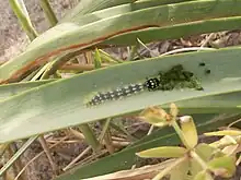 Brythis crini feeding on Pancratium maritimum within the leaf itself in Playa del Serradal, Castellón