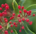 Flower buds