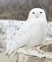 Snowy owl with distractive black marks