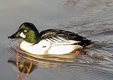 Common goldeneye