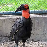 Southern ground hornbill