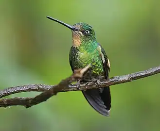 female C. l. albimaculataYanacocha Reserve, Ecuador