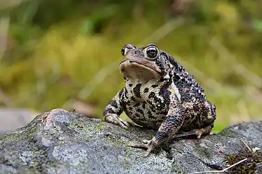 Image 10American ToadPhoto: Simon Pierre BarretteThe Eastern American Toad (Bufo americanus americanus) is a common subspecies of toad found throughout the eastern United States and Canada. It typically grows to 5–9 cm (2.0–3.5 in), with varying skin color and pattern depending on its environment. Its skin secretes bufotoxin, which is mildly poisonous to humans.More selected pictures