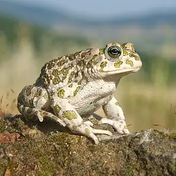 Image 13Balearic green toadPhotograph: Richard BartzA female Balearic green toad (Bufo balearicus), a lowland species of toad native to Italy.More selected pictures