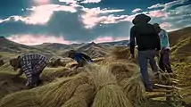 Building a thatched roof with local grass in Ocra during a faena