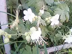 White-flowered variety