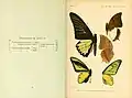 Book page showing watercolour plate of butterfly specimens