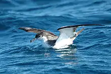 Buller's shearwater