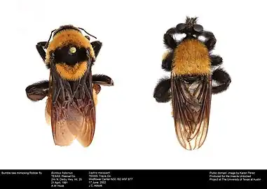 Laphria macquarti and a Bombus model