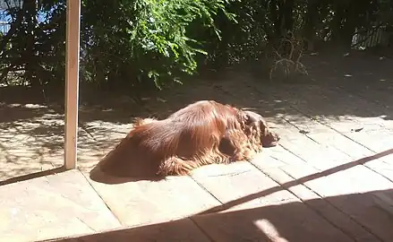 Irish Setter lying down