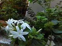 Jasmine flowers