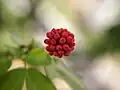 The buds of Calliandra haematocephala grown in Malaysia