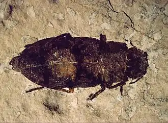 A well-preserved Buprestidae beetle (3.5 cm or 1.4 in long) from the FBNM collections. Other beetles, flies and Hemiptera bugs have also been found in the Fossil Lake sediments.