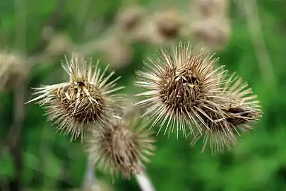 Hooked burrs