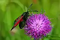 A Burnet moth on knapweed in the reserve