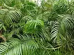 Leaves of Calamus tenuis