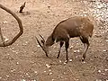 Bushbuck