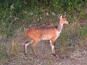 Bushbuck