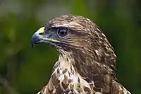 At Hamerton Zoo, England