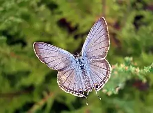 Dorsal view (male)