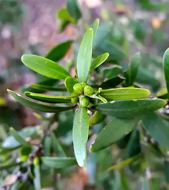 Male flower buds