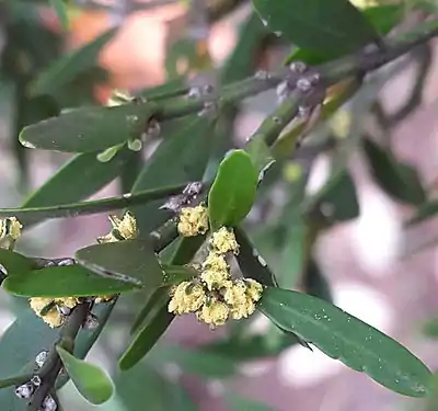 Male flowers - pollen