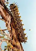 Caterpillar larva on bitterbrush.