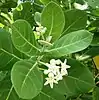 Calotropis gigantea