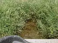 Cross Brook flowing through grasslands near its source