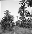 São Tomé landscape