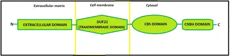 Representation of CNNM3 protein, with its four main domains in the part of the cell in which they are located.