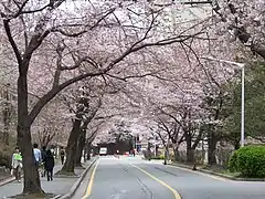 Blossoming cherry trees over a street in CNU's Daejeon campus