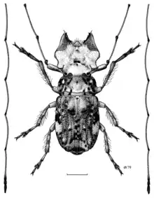 Hoherius meinertzhageni