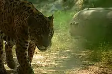 Jaguar