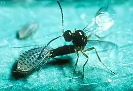 A parasitoid wasp ovipositing into an aphid