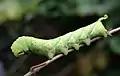 Larva