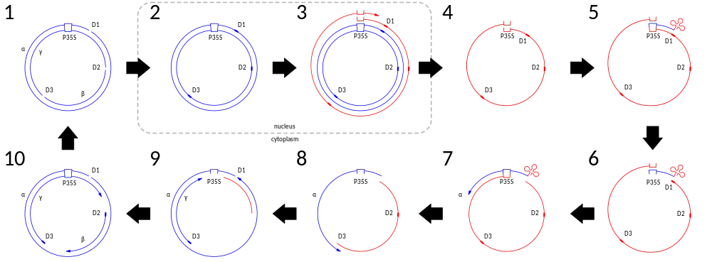 A diagram depicting the steps in the genome replication of Cauliflower Mosaic Virus (CaMV). DNA is depicted in blue and RNA (including the tRNA) is depicted in red See text for more details.