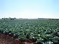 Cabbage field, 2006