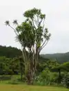 Cabbage Tree at Piha