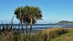 A cabbage tree on Pōhara Beach