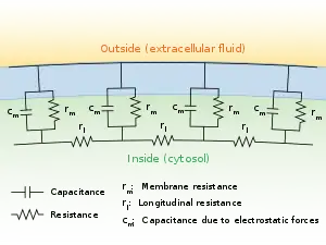 Schematic of resistance and capacitance in an abstract neuronal fiber