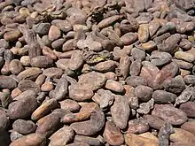 Cacao beans