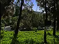 Cacti and euphorbias