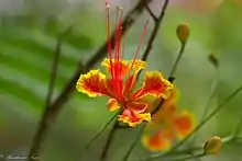 "Peacock" flower