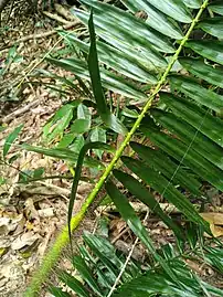 Underside of leaf, showing barbs on rachis