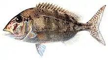 The jolthead porgy is a porgi grunt