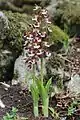 Calanthe discolor from Shiga prefecture, Japan