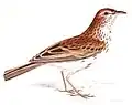 C. a. subsp. guttata, illustrated by Andrew Smith, 1838